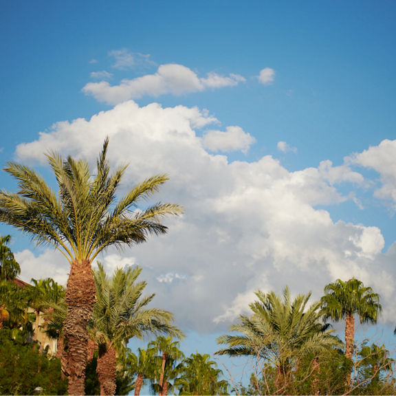 White puffy clouds in a bright blue sky above the tops of green palm trees