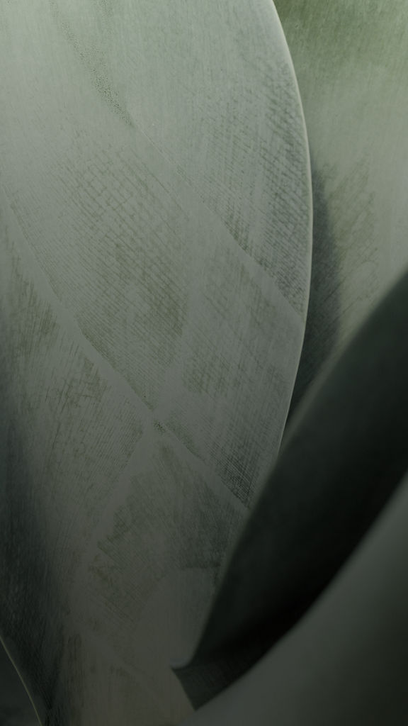 close up of agave leaves