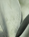 A close up of an agave leaf.