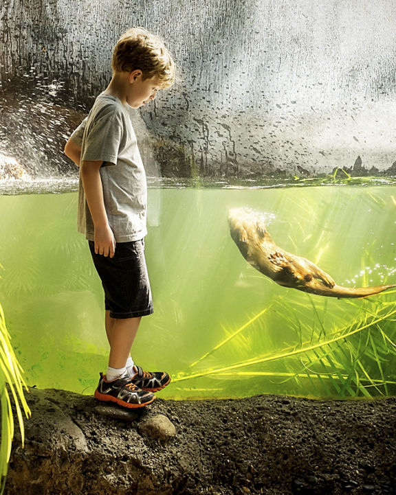A young boy looking through the glass as a river otter swims towards him